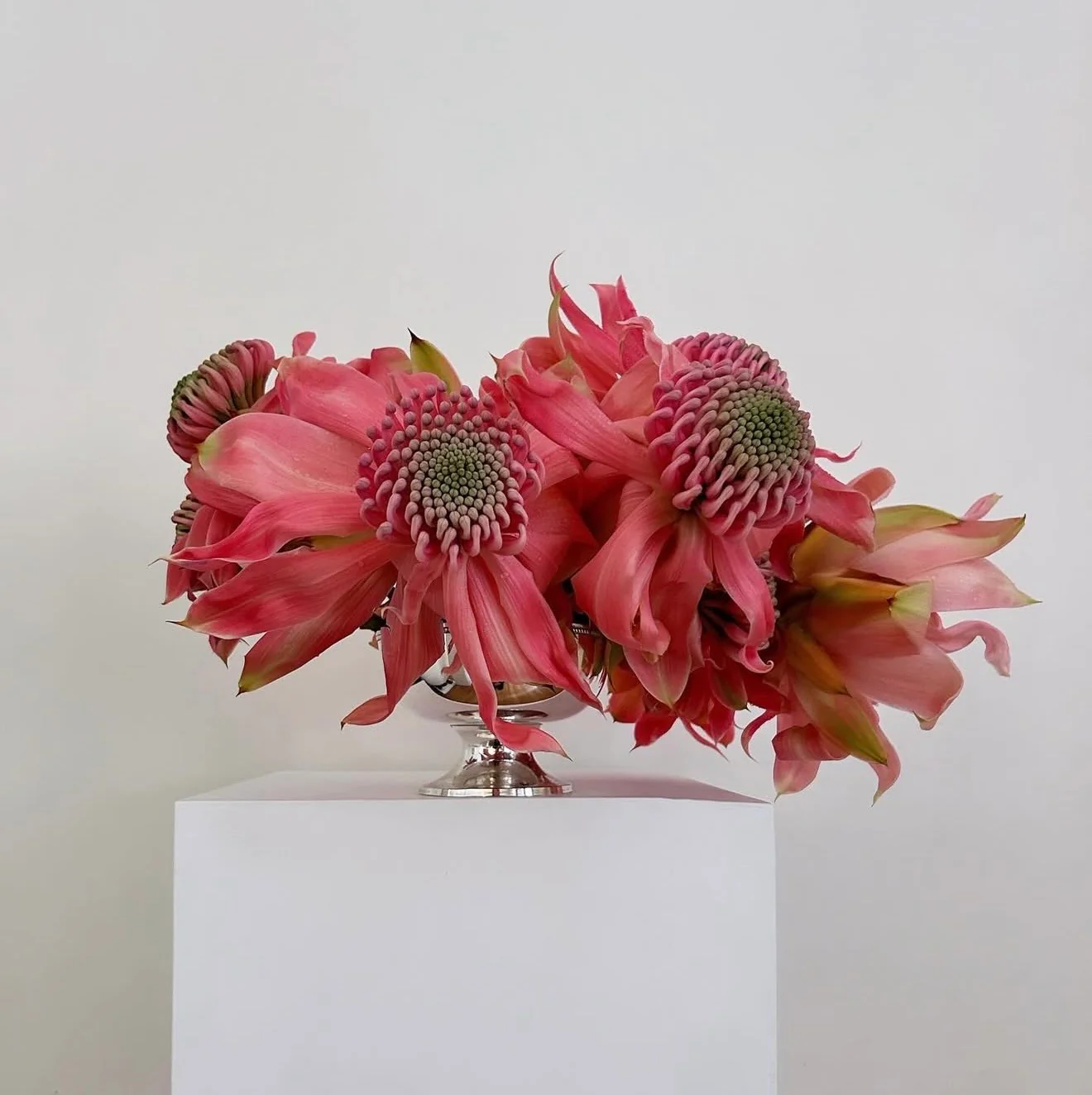 WARATAH | Framed Print